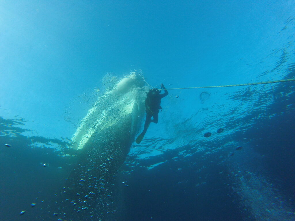 Tortuga Diving Vera Playa